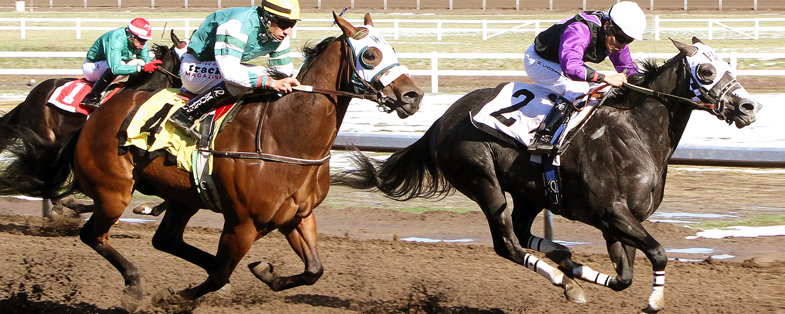 aqhra-fifty-fast-races
